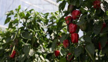 ‘De-leafing curbs energy loss’