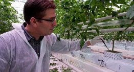 Steering with high EC improves taste and quality of fruits