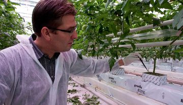 Steering with high EC improves taste and quality of fruits