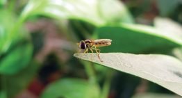 Biobest develops new weapon in the war against aphids