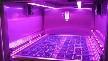 Holland America Line to grow ‘live’ cresses on its new cruise ship