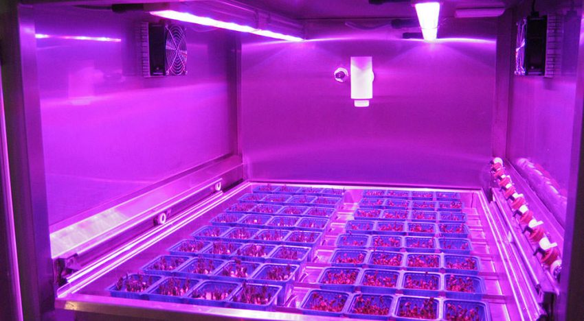 Holland America Line to grow ‘live’ cresses on its new cruise ship