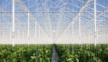 BOM Group is building 18 hectares of greenhouses for 4Evergreen
