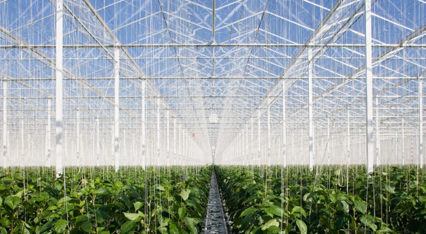 BOM Group is building 18 hectares of greenhouses for 4Evergreen