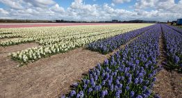 Four plants selected as promising suppliers of natural cosmetics