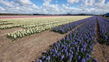 Four plants selected as promising suppliers of natural cosmetics