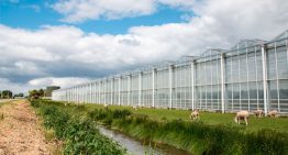 Belgian greenhouse horticulturists study Dutch geothermal wells