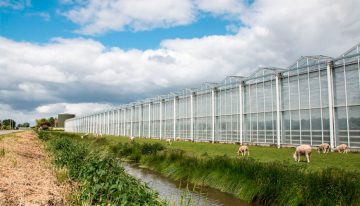 Belgian greenhouse horticulturists study Dutch geothermal wells