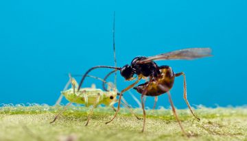 Taking natural crop protection against aphids to a higher level