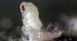 Koppert introduces videos featuring nature's little helpers