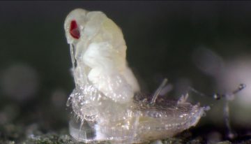 Koppert introduces videos featuring nature's little helpers