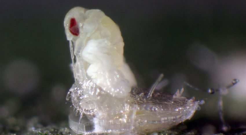 Koppert introduces videos featuring nature's little helpers