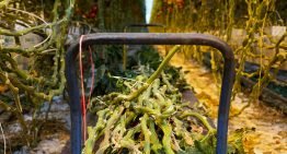 New type of paper made from tomato and sweet pepper plant fibres