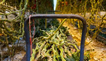 New type of paper made from tomato and sweet pepper plant fibres
