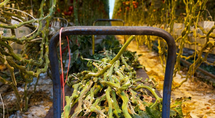 New type of paper made from tomato and sweet pepper plant fibres