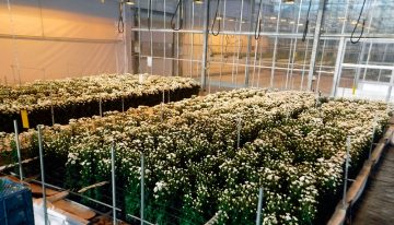 Hydroponically grown chrysanthemum trial successful for fourth time in a row