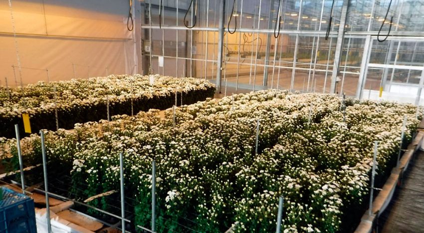 Hydroponically grown chrysanthemum trial successful for fourth time in a row Hydroponically grown chrysanthemum trial successful for fourth time in a row