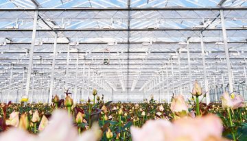 Svensson launches new climate screen