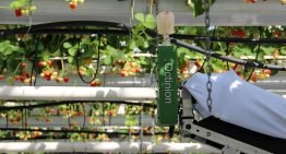 New robot for picking strawberries harvests faster than a human