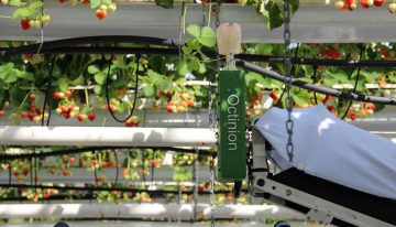 New robot for picking strawberries harvests faster than a human