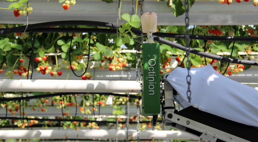 New robot for picking strawberries harvests faster than a human