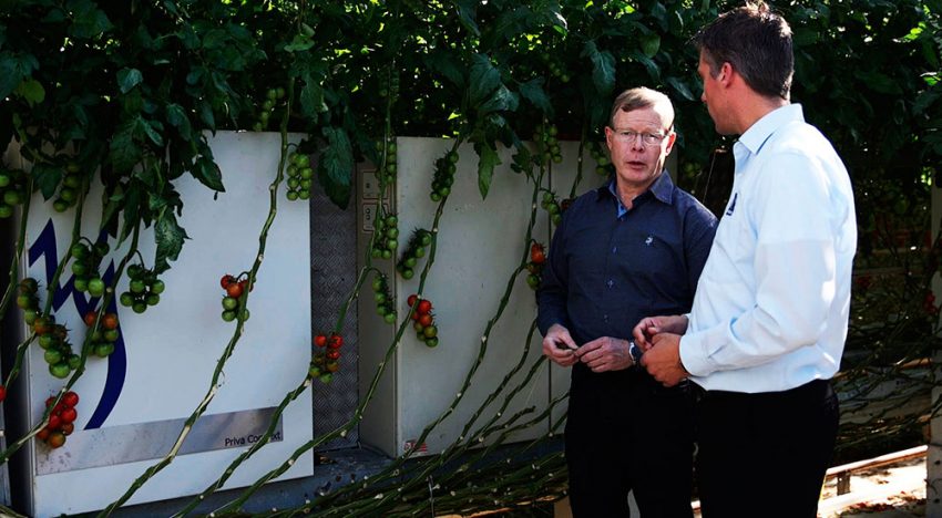 ‘A good growing climate produces healthier plants.’