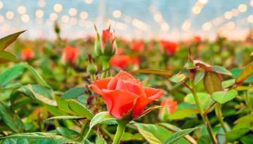 Two-day excursion to innovative Dutch greenhouses