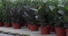 Ficus grower experiments with sustainable pot made from fungus