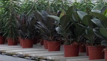 Ficus grower experiments with sustainable pot made from fungus