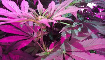 Medicinal cannabis grows well under LED lighting