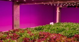 Staay Food Group to grow lettuce for the convenience segment