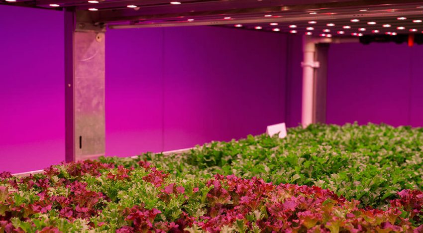 Staay Food Group to grow lettuce for the convenience segment