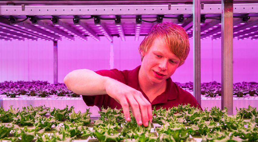 Vertical Farming is growing worldwide, especially outside the Netherlands