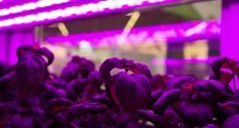 ‘We can still learn a lot from vertical farming systems'
