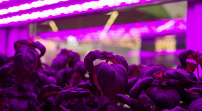‘We can still learn a lot from vertical farming systems' ‘We can still learn a lot from vertical farming systems'