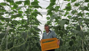 First cucumbers harvested in Winter Light Greenhouse