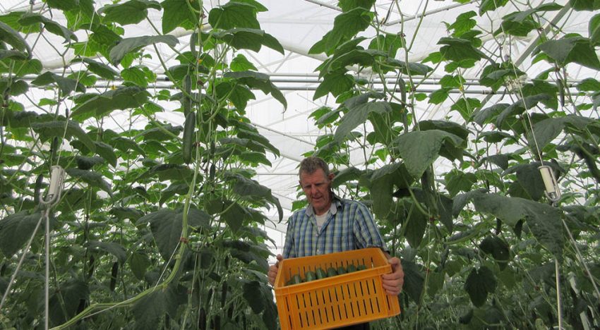 First cucumbers harvested in Winter Light Greenhouse First cucumbers harvested in Winter Light Greenhouse