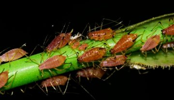 Biological aphid treatment in roses using Aphidoletes gall midge is a great success