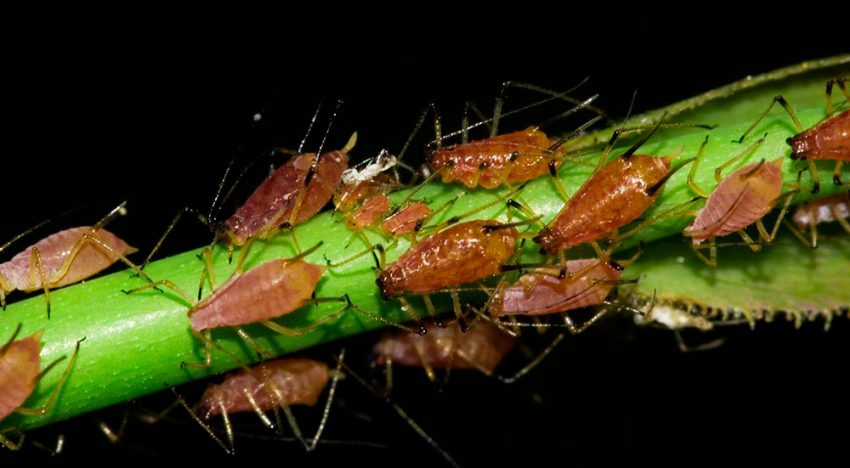 Biological aphid treatment in roses using Aphidoletes gall midge is a great success