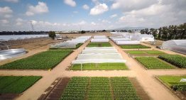 Jungle Talks webinars about horticulture in Mexico now online