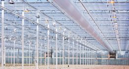 Two chrysanthemum growers are definitively starting with ‘The Next Generation Growing’