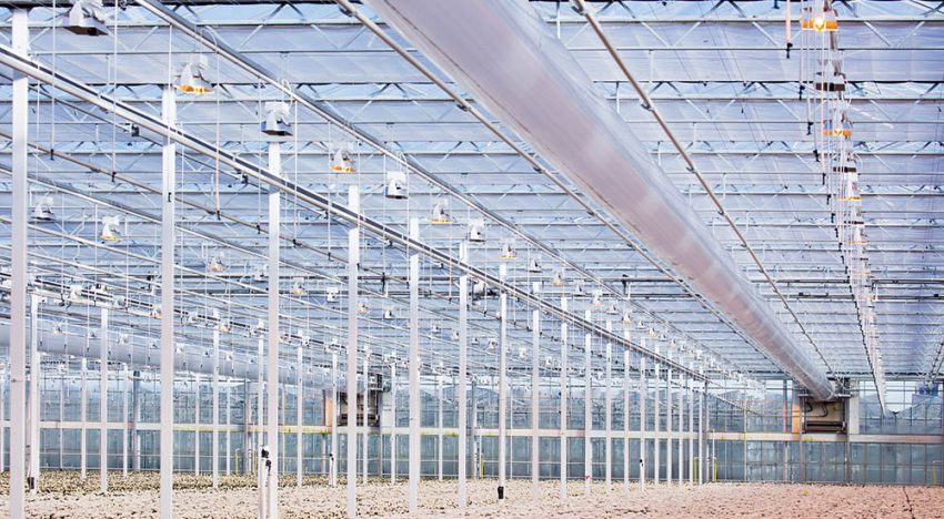 Two chrysanthemum growers are definitively starting with ‘The Next Generation Growing’