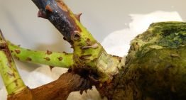 ‘We can certainly eliminate this bacterial disease by using strict measures’