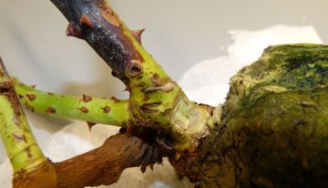 ‘We can certainly eliminate this bacterial disease by using strict measures’