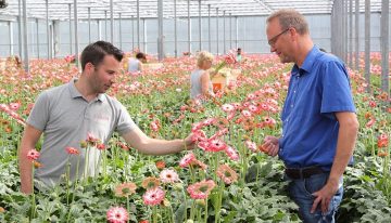 Diffuse screen results in more generative gerbera crop