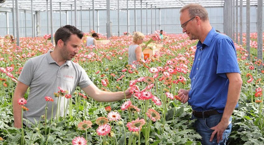 Diffuse screen results in more generative gerbera crop Diffuse screen results in more generative gerbera crop