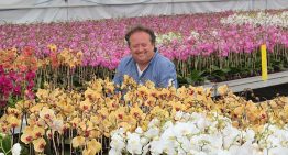Phalaenopsis grower opens the batting with certified organic production