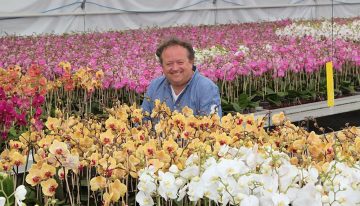 Phalaenopsis grower opens the batting with certified organic production