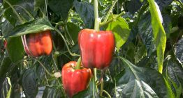 ‘Energy screens play main role in new climate regime'