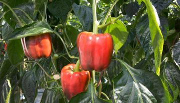 ‘Energy screens play main role in new climate regime'